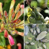 Listovi orlovih noktiju uvijeni: šta učiniti, kako obraditi